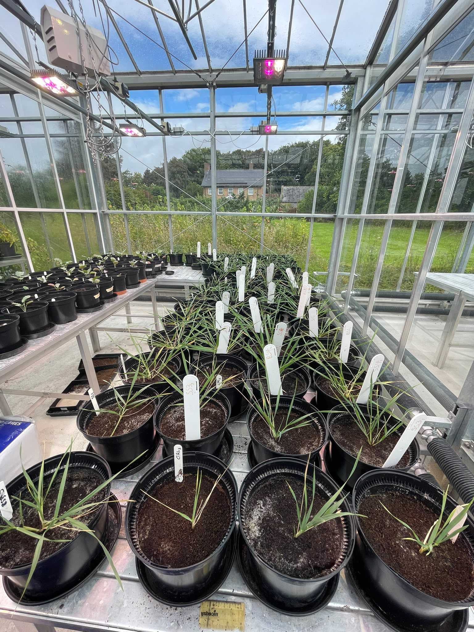 Labelled plant pots in the glasshouse experiment evaluating silicate rock as a soil remineraliser